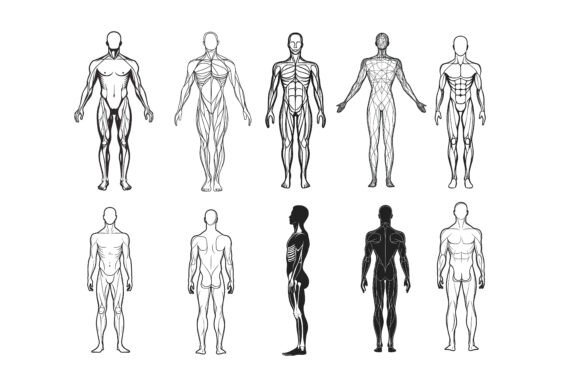 Evaluating Human Arterial and Venous Circulatory Illustration Resources for Your Projects