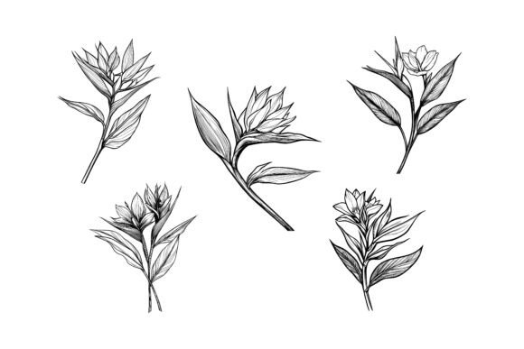 How Rosemary Branches and Leaves Illustrations Are Shaping Modern Visual Design